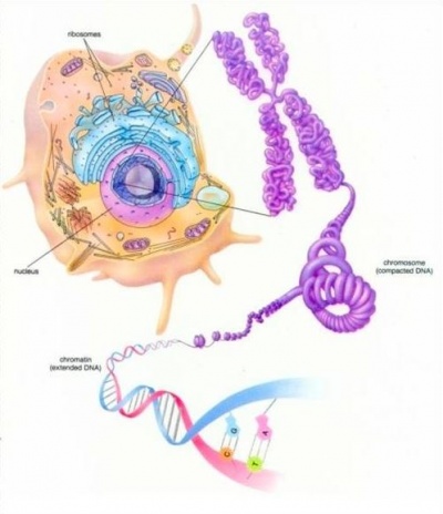 400_moleculaire_microbiologie.jpg