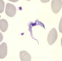 250_trypanosoma_brucei_bron_cdc.jpg